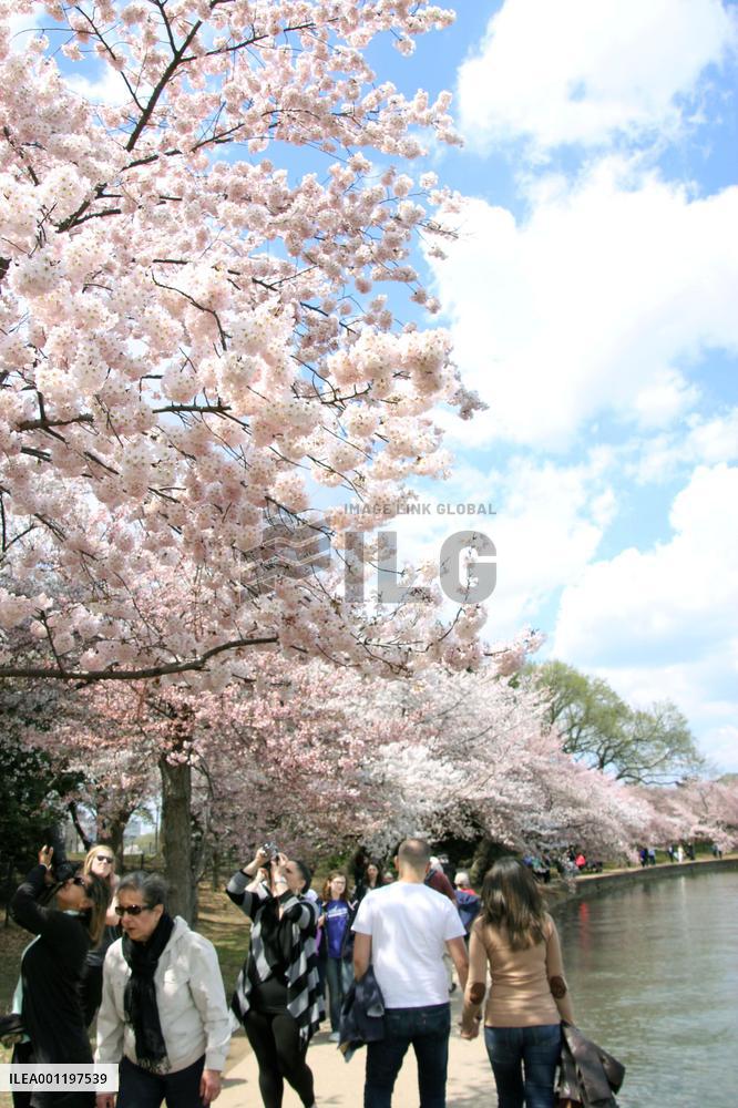 Cherry blossoms in Washington