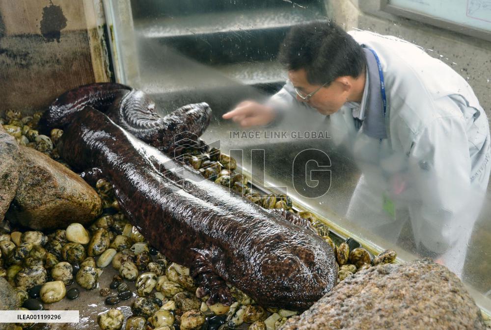 Giant salamanders show up during water tank cleaning