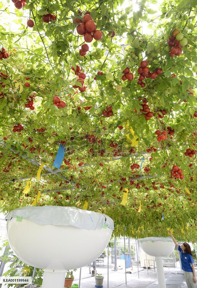1 tomato seed bears over 6,000 tomatoes in Osaka