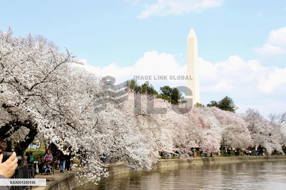 Cherry blossoms in Washington