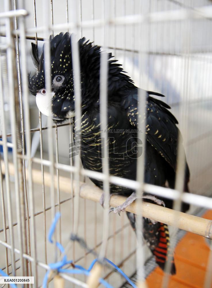 Captured red-tailed black cockatoo kept at police station