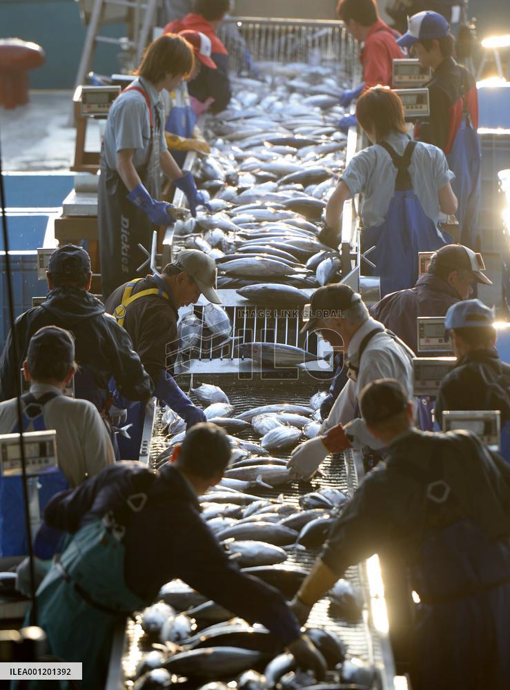 People busy sorting bonito at Kesennuma port