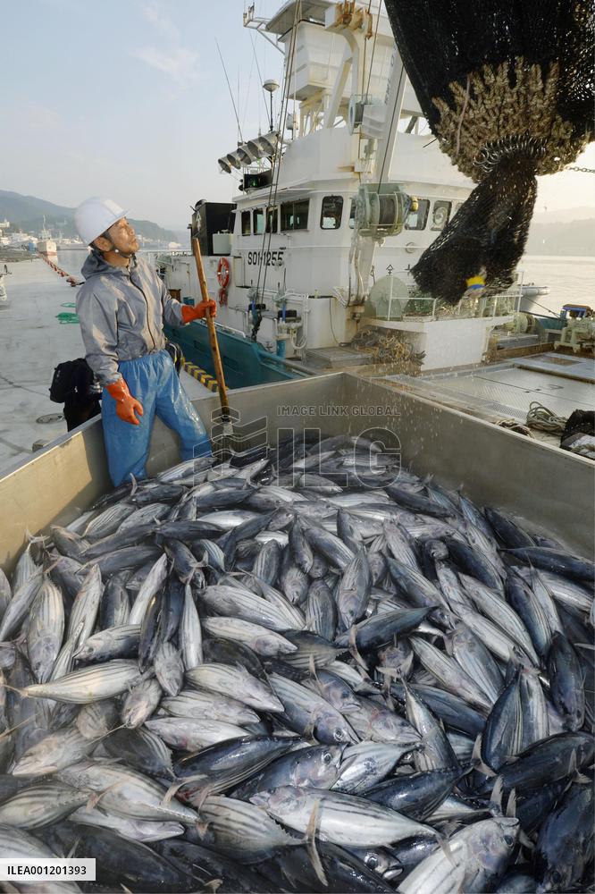 Major haul of bonito at Kesennuma port