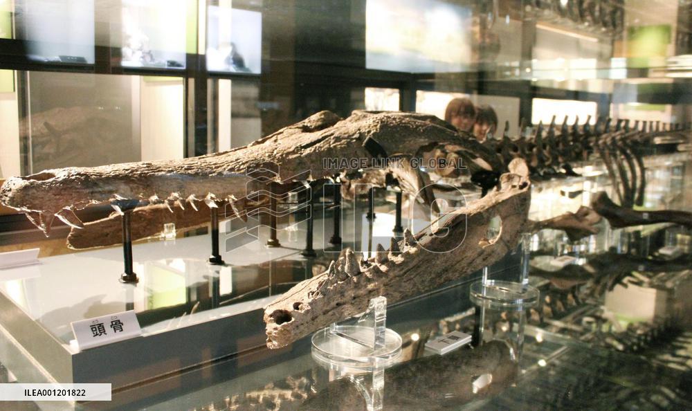 Fossil of Machikane croc displayed in Osaka Pref.