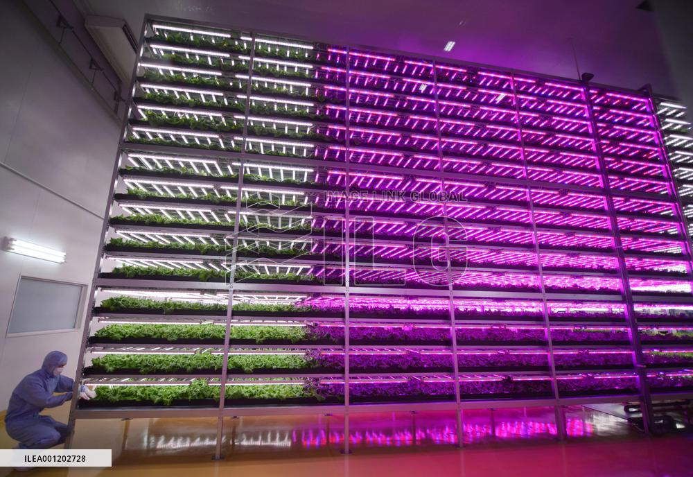 Biggest plant factory with LED lighting built in quake-hit city