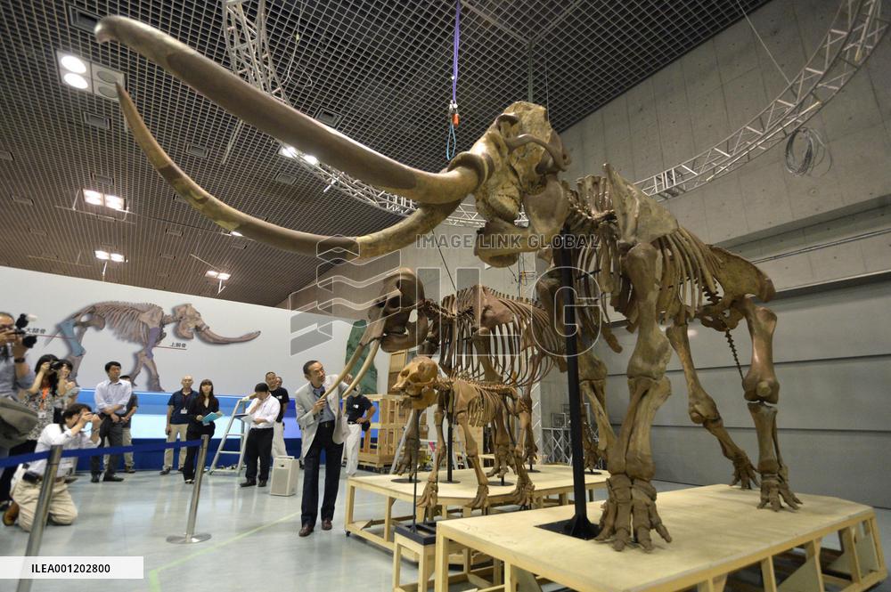 Replica Naumann elephant skeletons assembled for exhibition