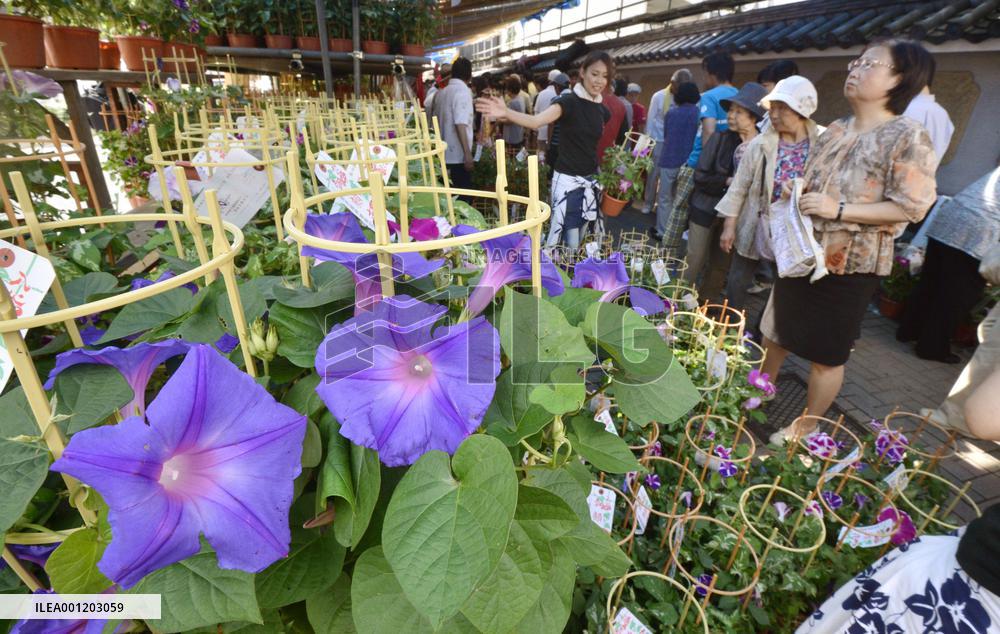 Morning glory fair in Tokyo ushers in summer