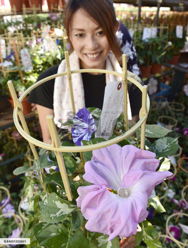 Morning glory fair in Tokyo ushers in summer