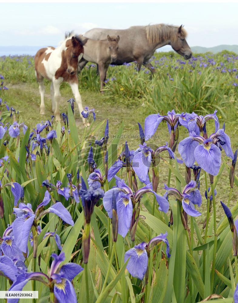 Horses walk near Arctic iris in bloom in Hokkaido