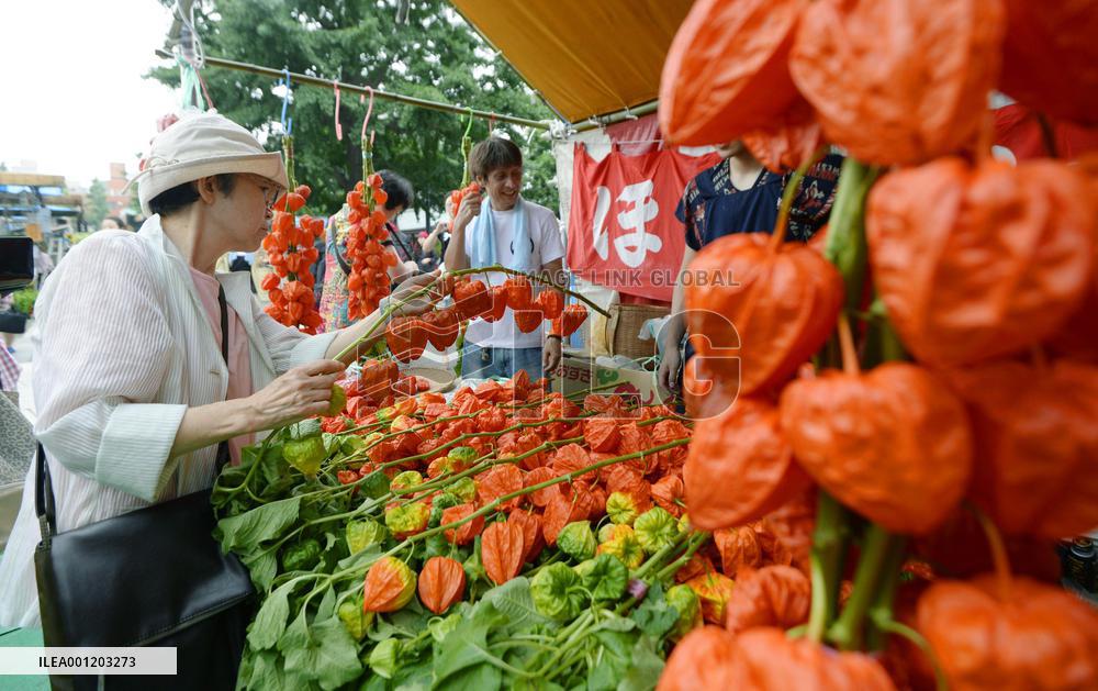 Chinese lantern plant market in Tokyo