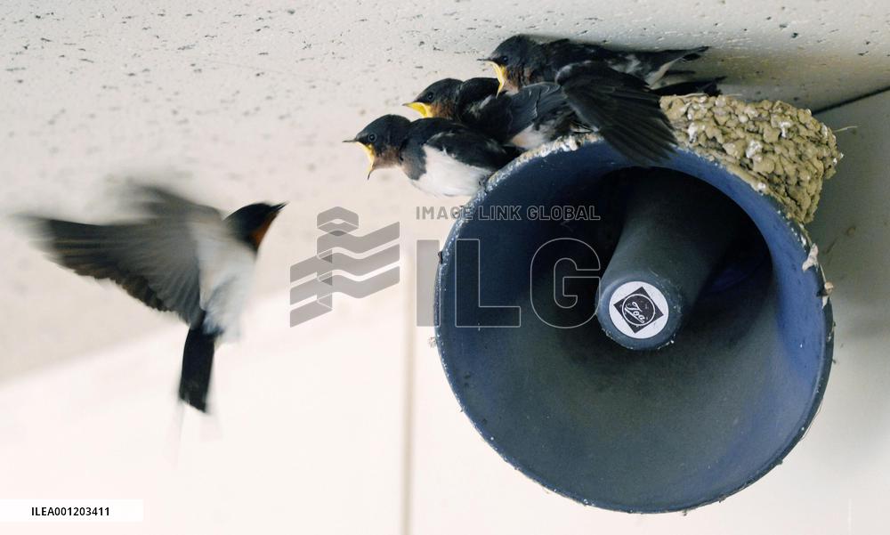 Swallow raises chicks on speaker