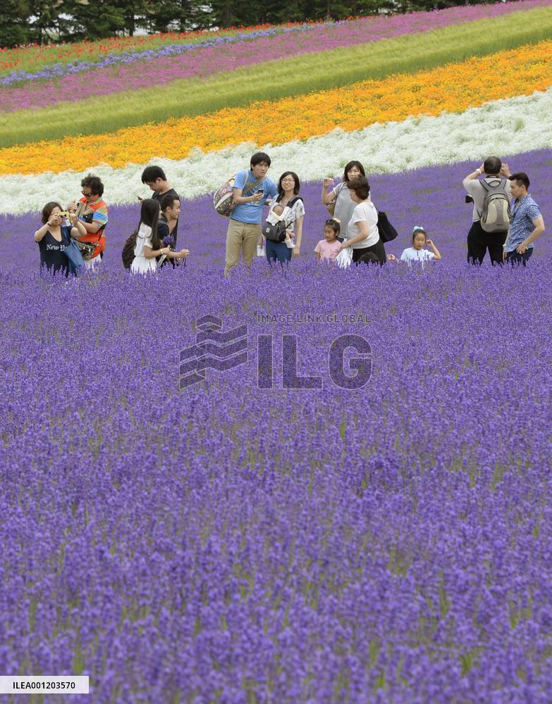 Lavender fields in Hokkaido