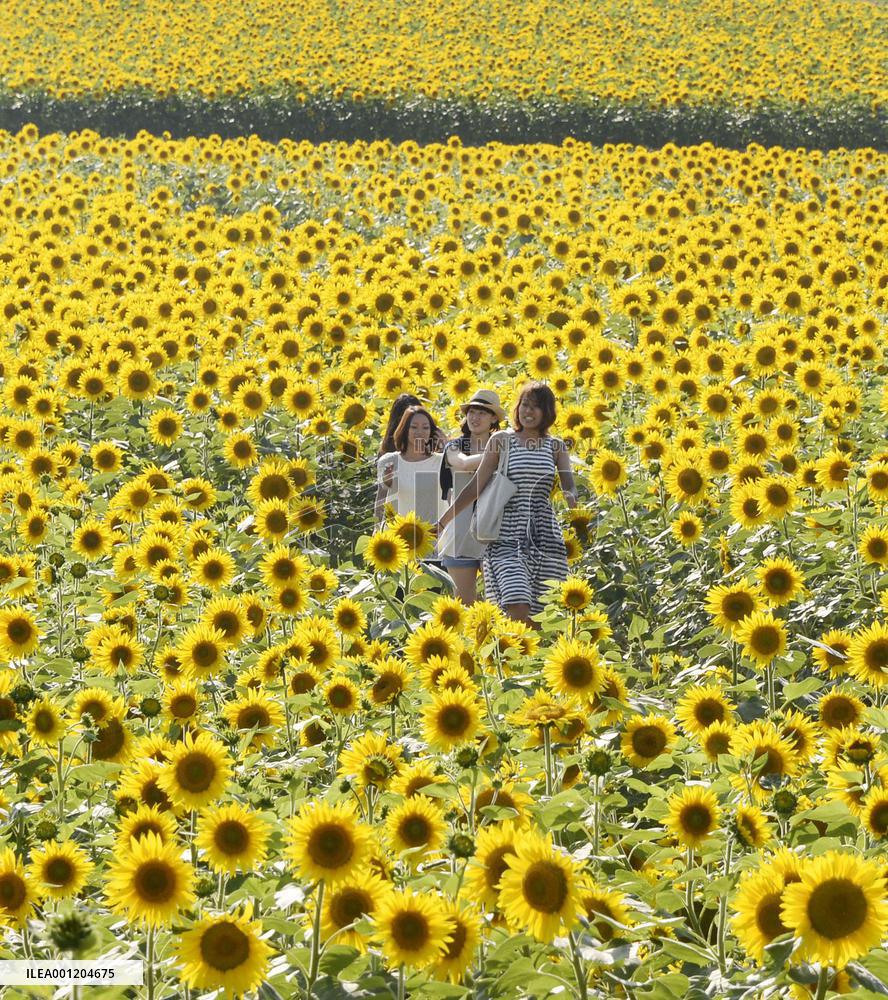 Sunflowers in full bloom in Hokkaido's sunflower village