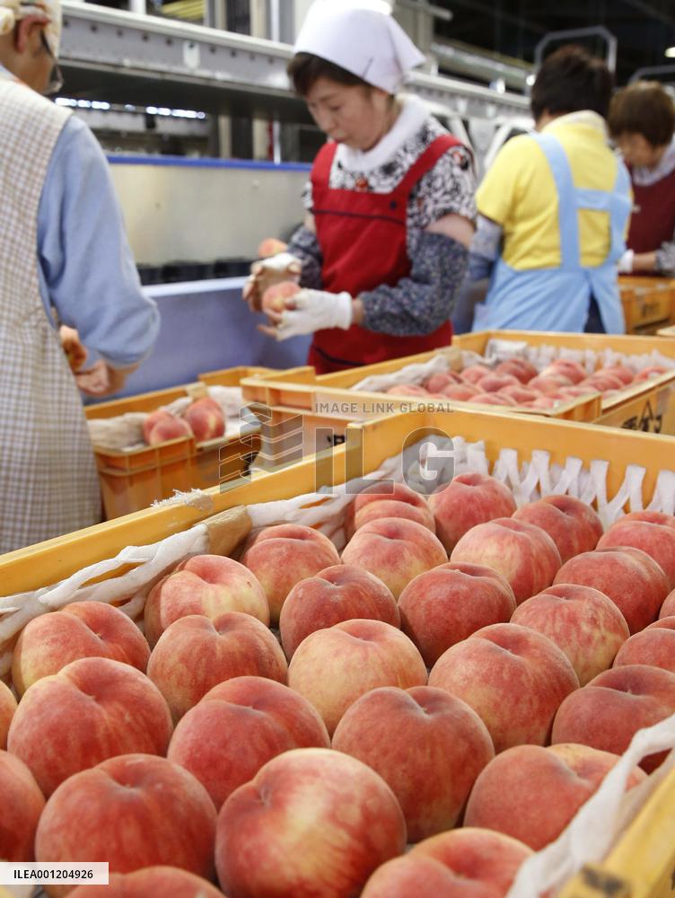 Prime peach season hits Fukushima