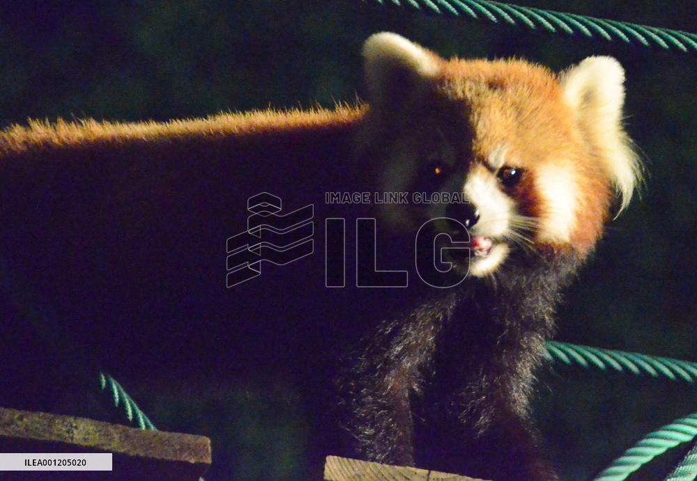 Red panda at Asahiyama Zoo in Hokkaido