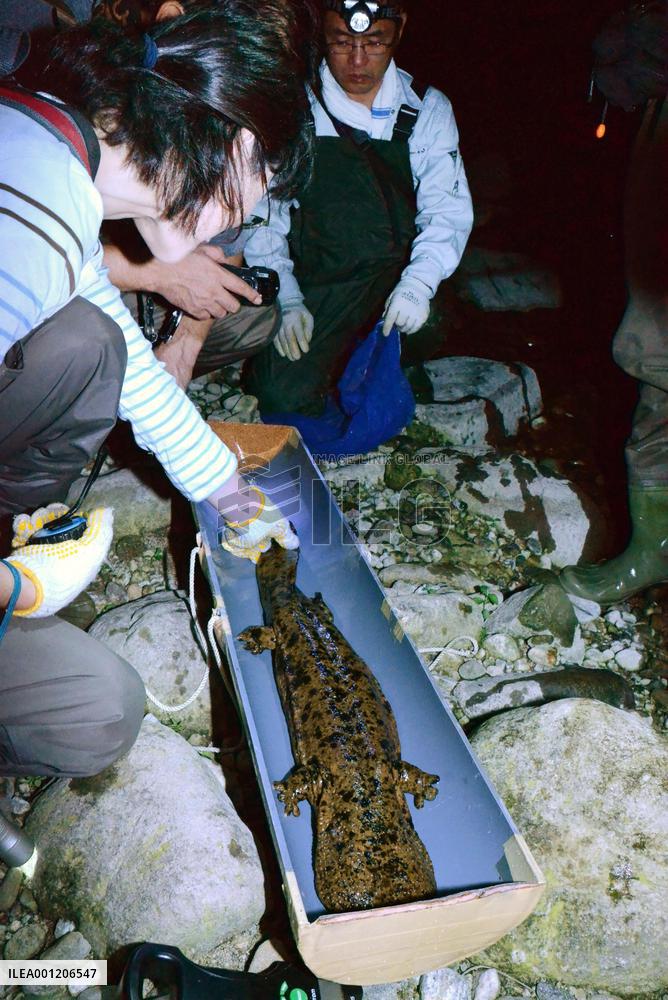 Japanese giant salamander threatened by crossbreeding