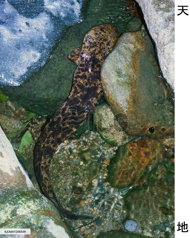 Giant salamander spotted in western Japan river