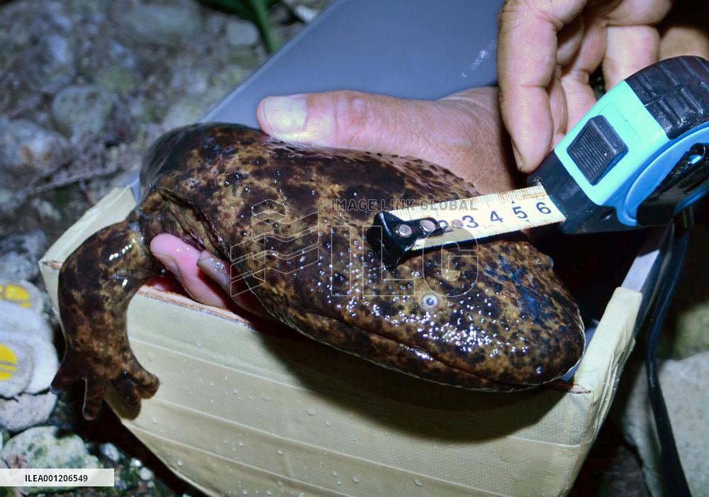 Japanese giant salamander threatened by crossbreeding