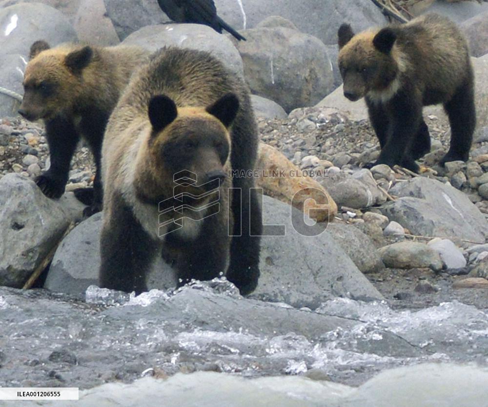 Brown bears in Shiretoko Peninsula