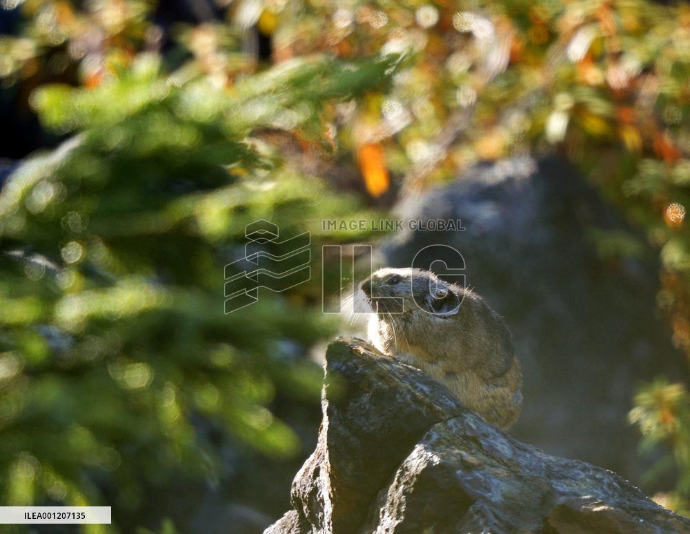 Rock rabbit spotted on Hokkaido mountain