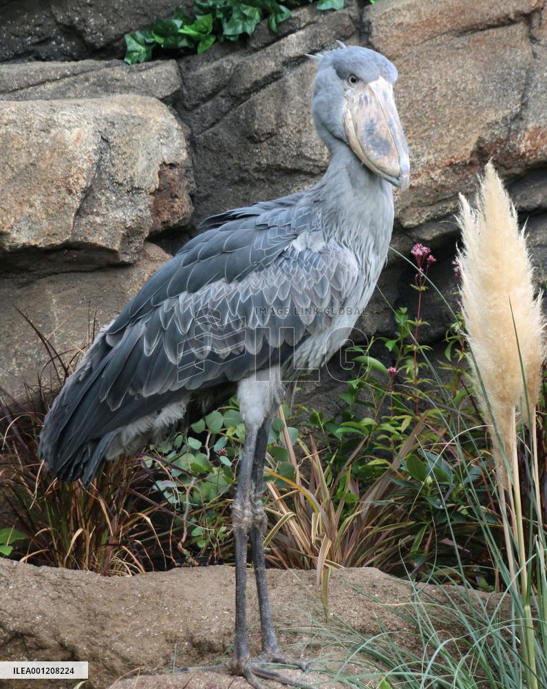 'Statue-like' African birds unveiled in Kansai for 1st time