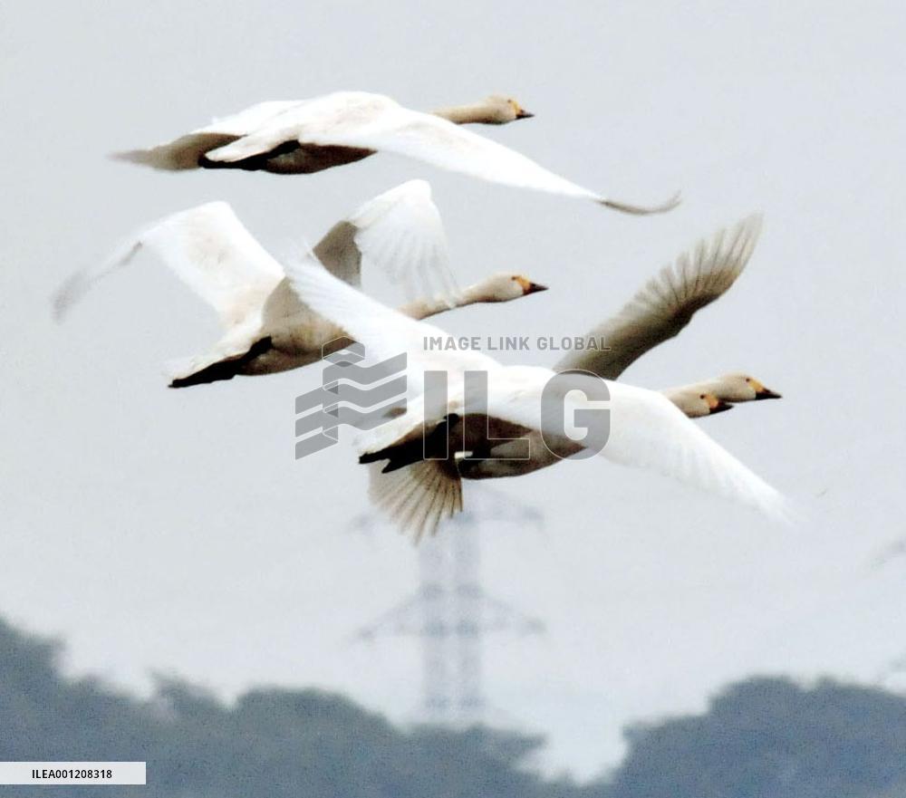 1st group of Bewick's swans arrives in western Japan