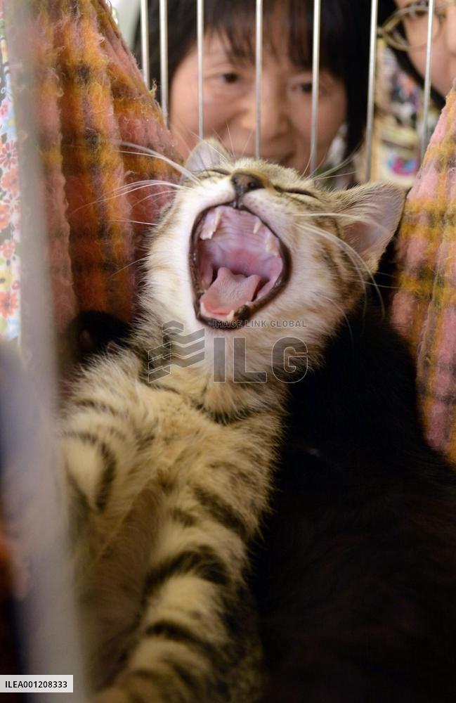 Adoption party for abandoned pets held in Fukushima