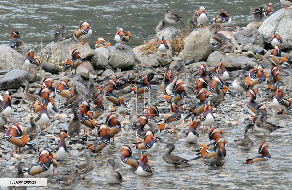 About 500 Mandarin ducks arrive in Tottori Pref.