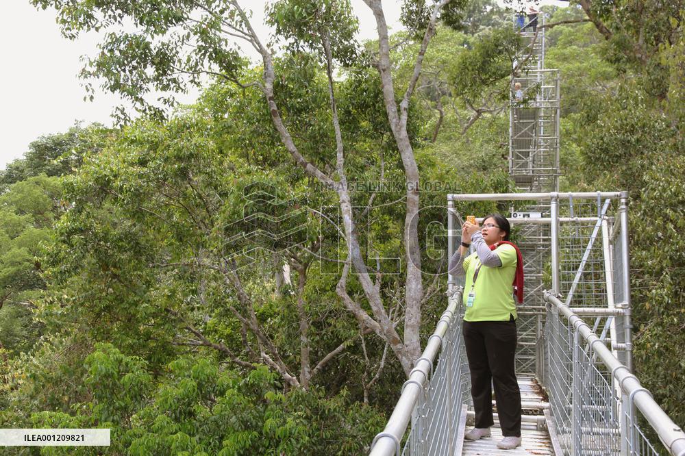 Ulu Temburong National Park in Brunei