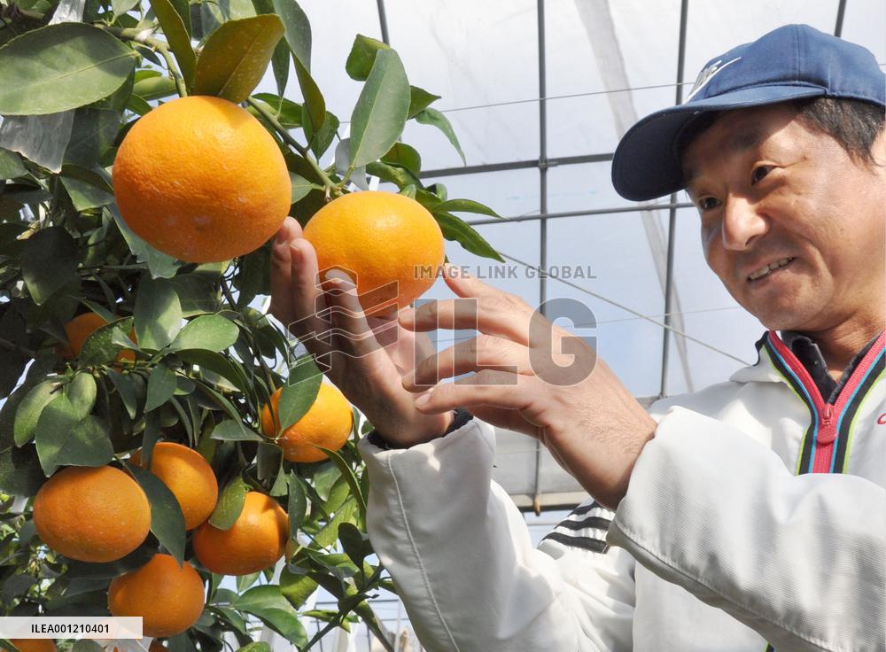 Orange grower looks happy before harvesting