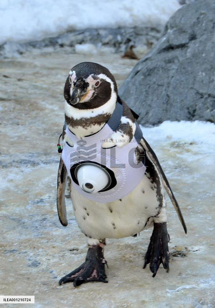 Penguin cam