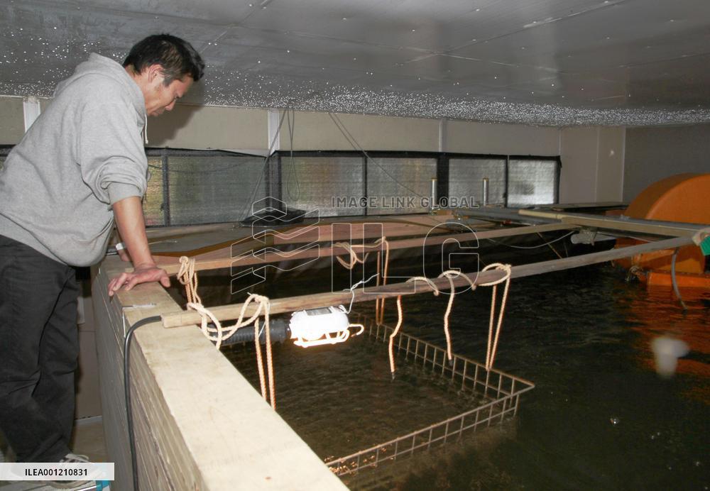 Cost-friendly eel cultivation tested at fish farm