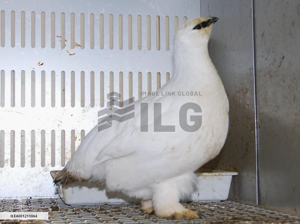 Sub-species of Japanese grouse raised at Toyama park