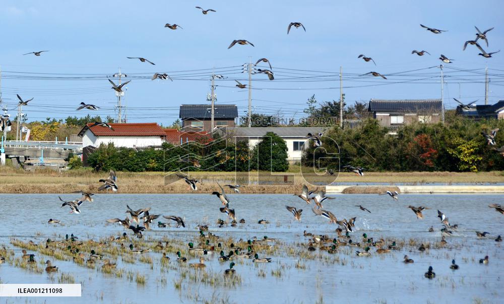 Avian flu virus detected in duck fecal in west Japan