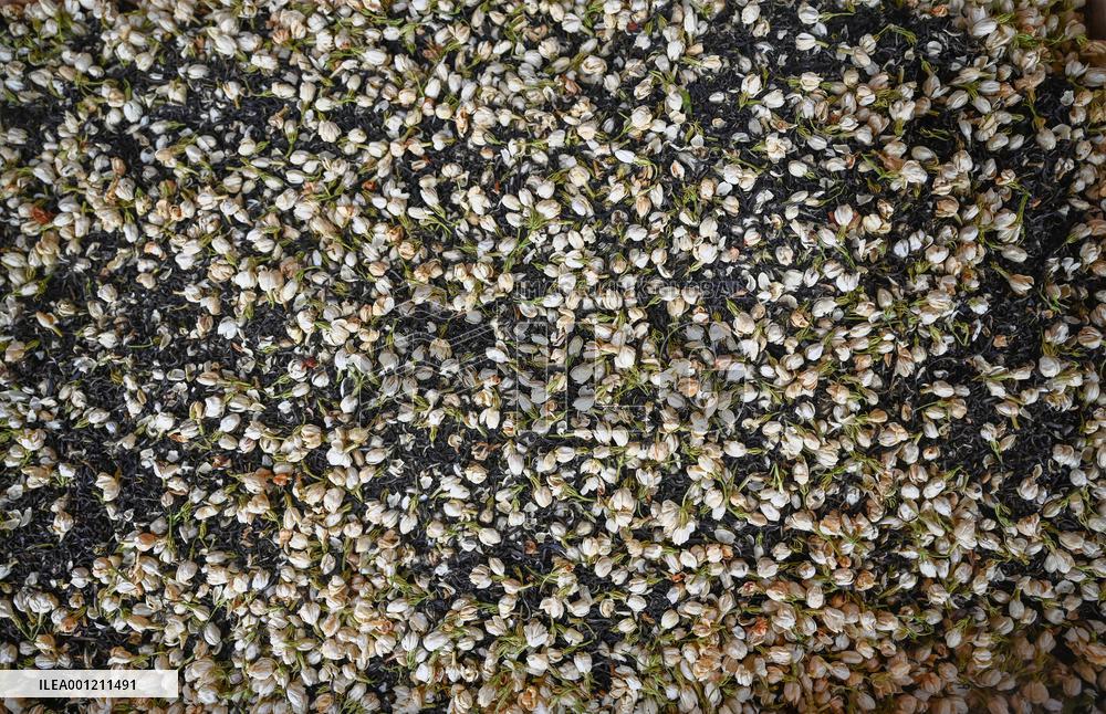 CHINA-FUJIAN-FUZHOU-JASMINE TEA-SCENTING PROCESS (CN)