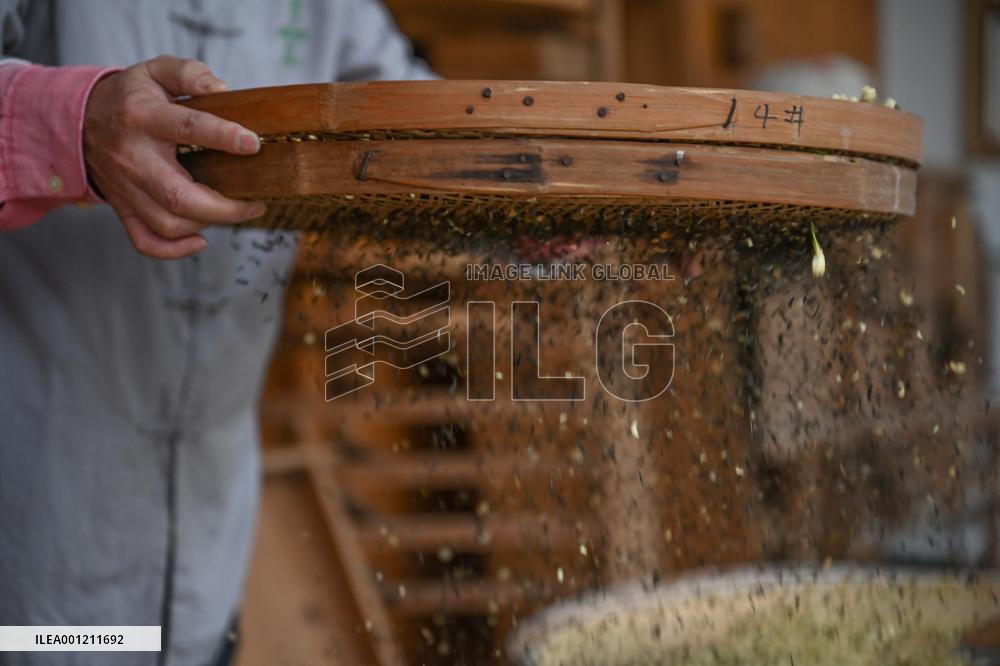 CHINA-FUJIAN-FUZHOU-JASMINE TEA-SCENTING PROCESS (CN)