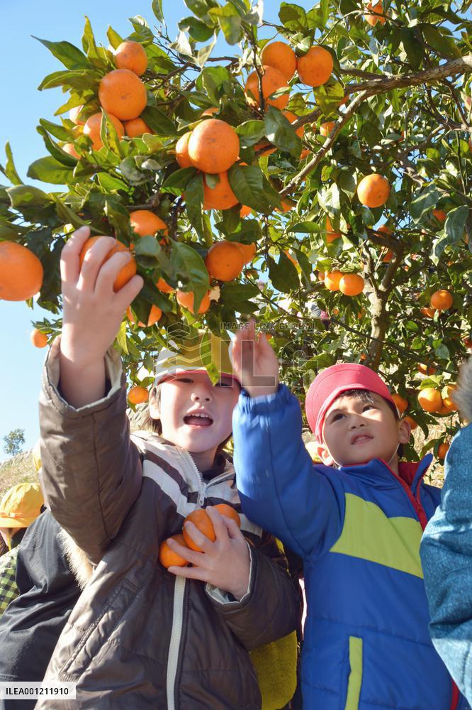 Kids enjoy citrus picking in ex-evacuation zone
