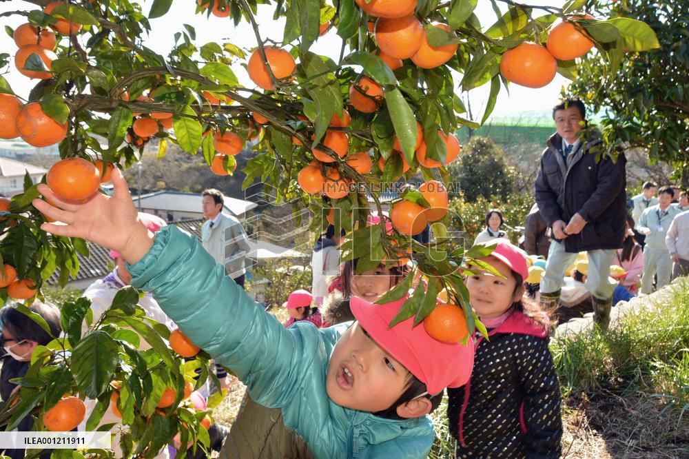 Kids enjoy citrus picking in ex-evacuation zone