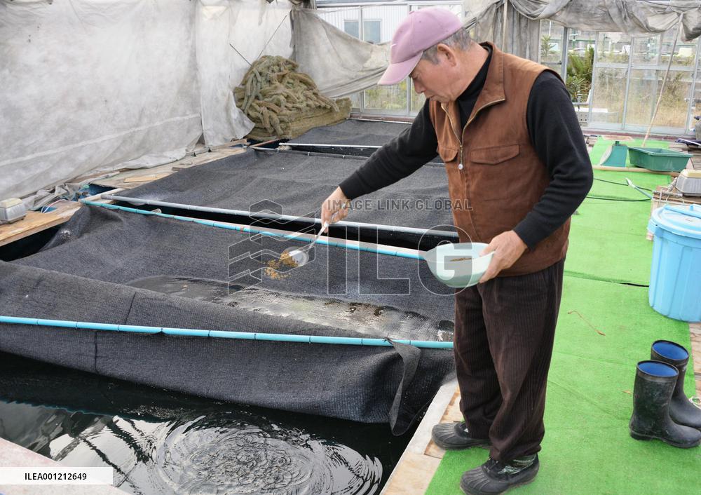 Fish farm owner feeds lemon juice to willow gudgeons