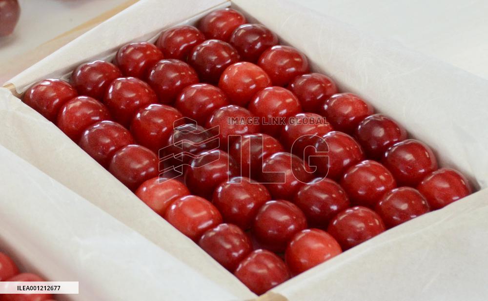 Qaulity cherries ready for year's 1st shipment