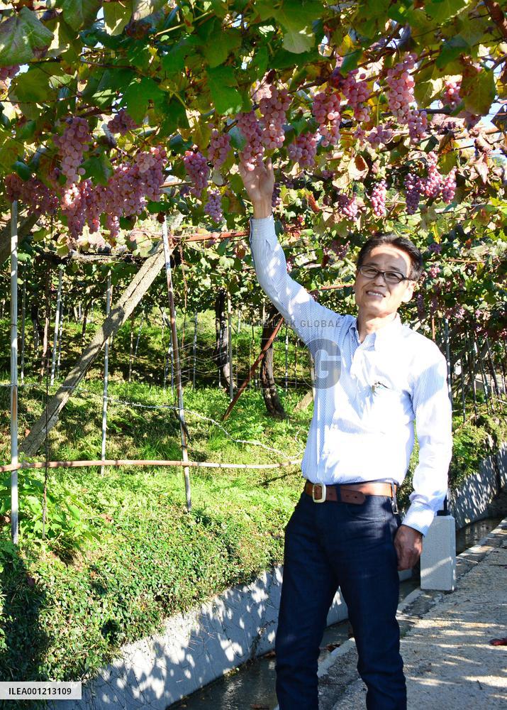 Winery in Osaka enters 101st year