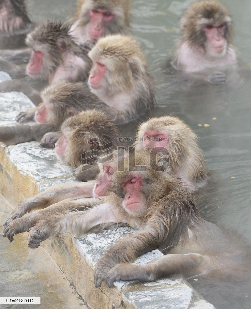 Monkeys soak themselves in north Japan hot spring