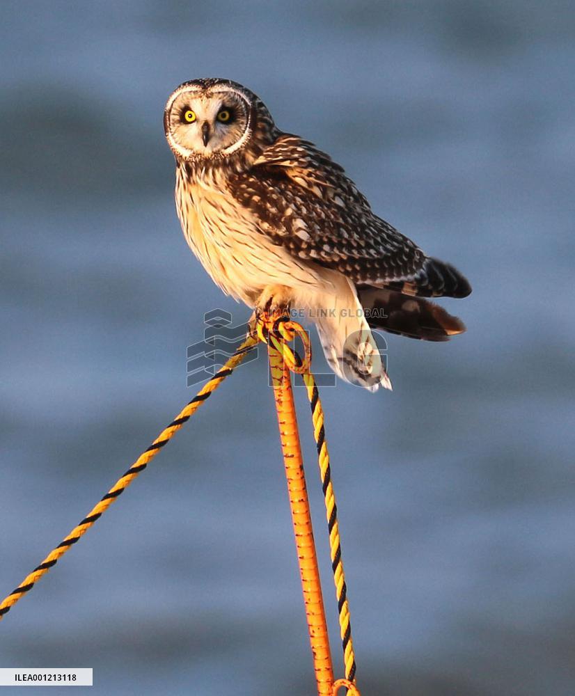 Short-eared owl overwinters in northern Japan