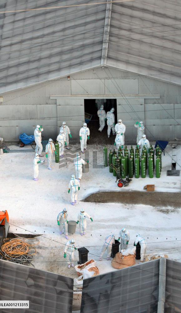 Saga begins culling of 73,000 chickens after detecting bird flu