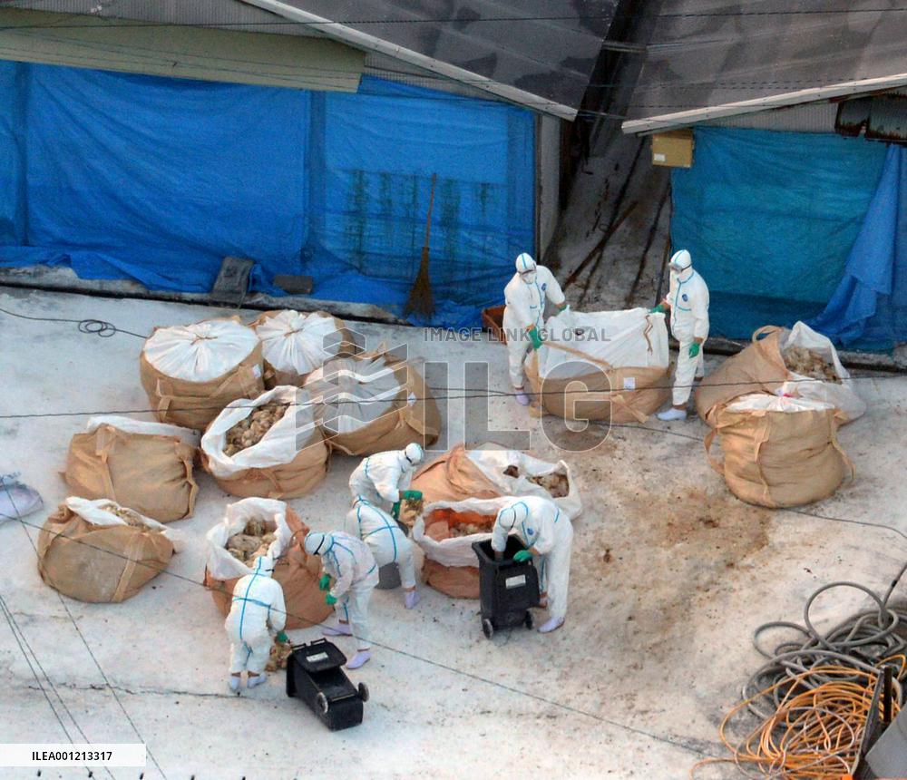 Saga begins culling of 73,000 chickens after detecting bird flu