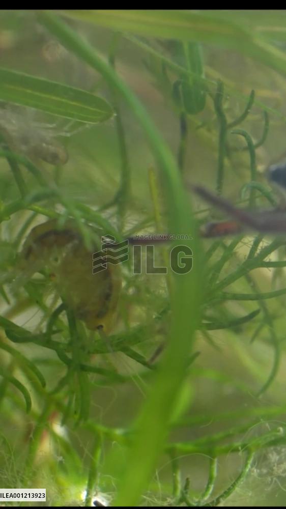 How does water spider hunt cricket underwater?