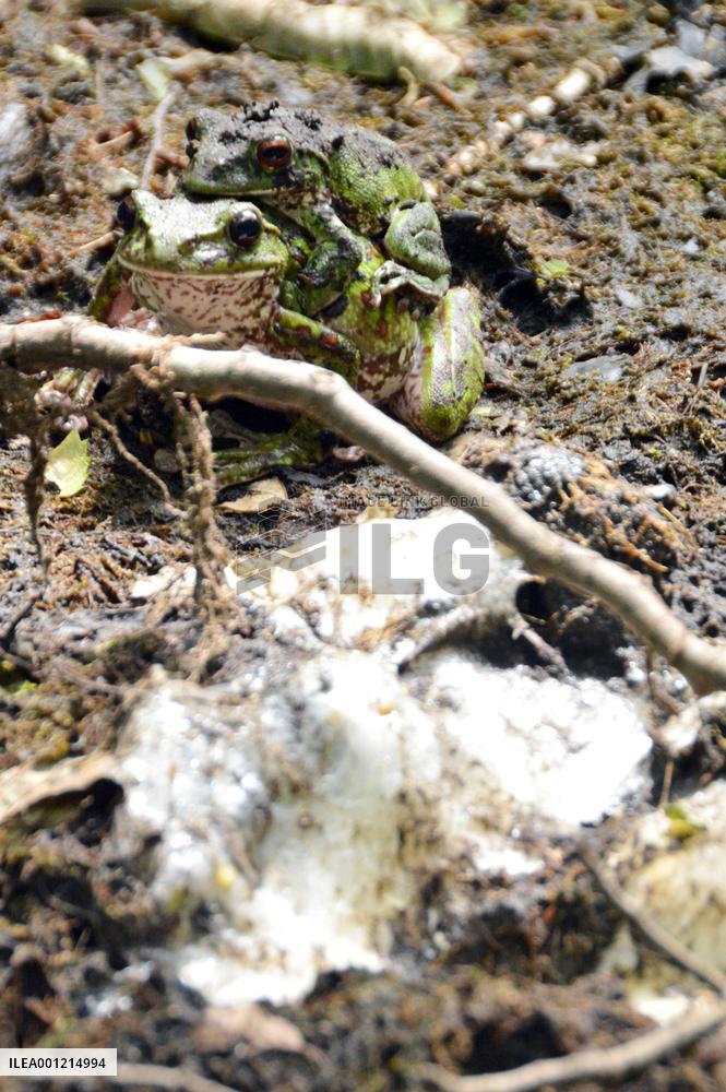 Green tree frogs head for tree to lay eggs