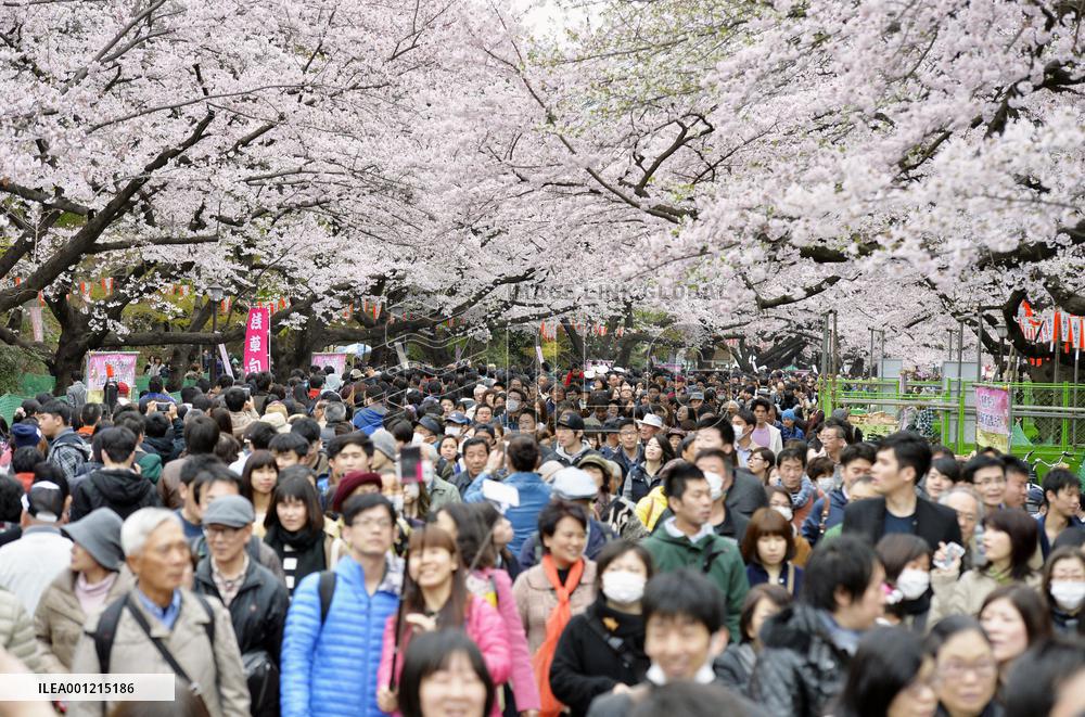 Cherry blossoms in Tokyo