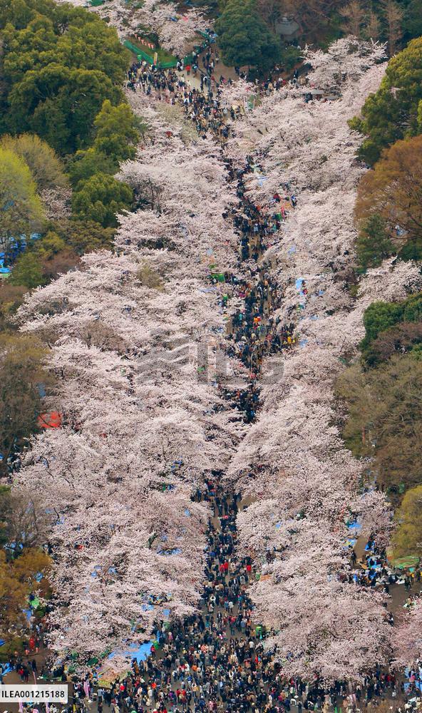 Cherry blossoms in Tokyo