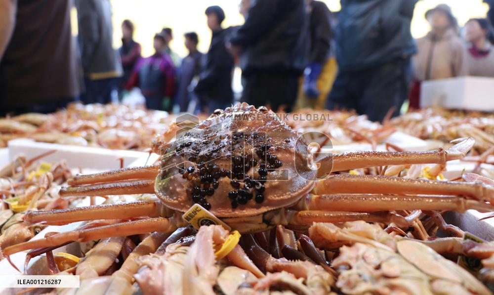 Season's 1st catch of Echizen crabs